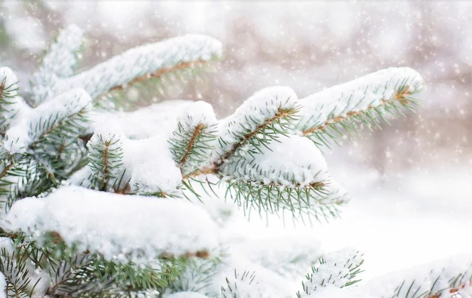 Make the winter season a green one