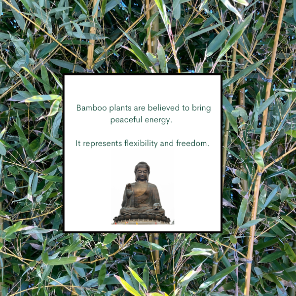 Bamboo is known for peaceful energy. Absolute Green Bamboo Mist Air Freshener